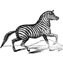 Disegno da colorare: Zebra (Animali) #13077 - Pagine da Colorare Stampabili Gratuite