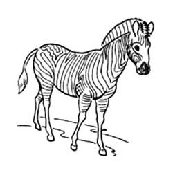 Disegno da colorare: Zebra (Animali) #13085 - Pagine da Colorare Stampabili Gratuite