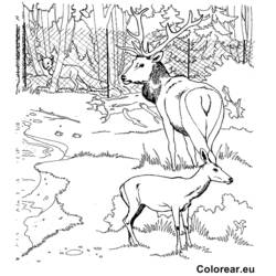 Disegno da colorare: Zoo (Animali) #12888 - Pagine da Colorare Stampabili Gratuite