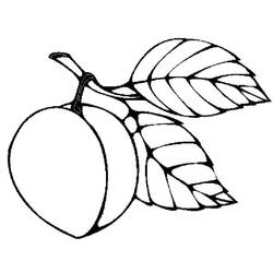 Disegno da colorare: Albicocca (Cibo e Nutrizione) #184242 - Pagine da Colorare Stampabili Gratuite