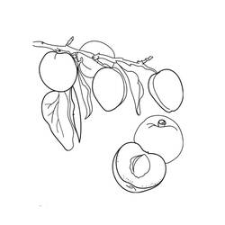 Disegno da colorare: Albicocca (Cibo e Nutrizione) #184243 - Pagine da Colorare Stampabili Gratuite