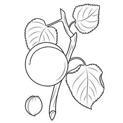 Disegno da colorare: Albicocca (Cibo e Nutrizione) #184245 - Pagine da Colorare Stampabili Gratuite