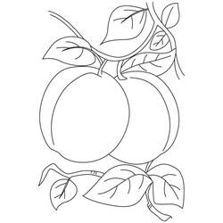 Disegno da colorare: Albicocca (Cibo e Nutrizione) #184246 - Pagine da Colorare Stampabili Gratuite