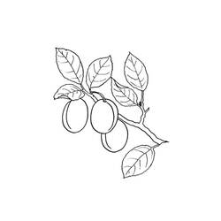 Disegno da colorare: Albicocca (Cibo e Nutrizione) #184248 - Pagine da Colorare Stampabili Gratuite