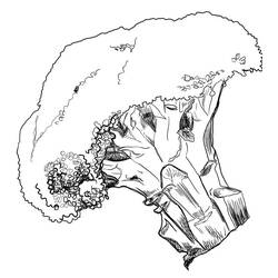 Disegno da colorare: Broccoli (Cibo e Nutrizione) #203712 - Pagine da Colorare Stampabili Gratuite