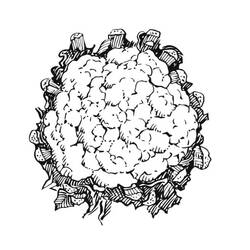 Disegno da colorare: Cavolfiore (Cibo e Nutrizione) #207514 - Pagine da Colorare Stampabili Gratuite