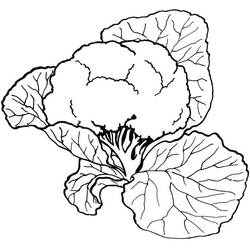 Disegno da colorare: Cavolfiore (Cibo e Nutrizione) #207524 - Pagine da Colorare Stampabili Gratuite