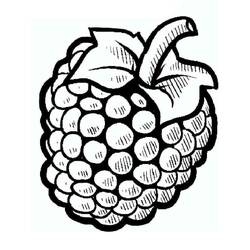 Disegni da colorare: Lampone - Pagine da Colorare Stampabili Gratuite