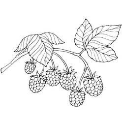 Disegno da colorare: Lampone (Cibo e Nutrizione) #214009 - Pagine da Colorare Stampabili Gratuite