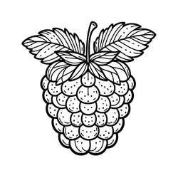 Disegno da colorare: Lampone (Cibo e Nutrizione) #214018 - Pagine da Colorare Stampabili Gratuite