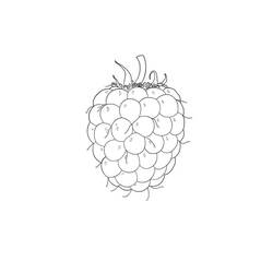 Disegno da colorare: Lampone (Cibo e Nutrizione) #214019 - Pagine da Colorare Stampabili Gratuite