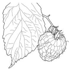 Disegno da colorare: Lampone (Cibo e Nutrizione) #214023 - Pagine da Colorare Stampabili Gratuite