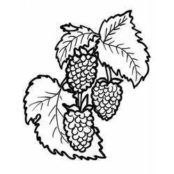 Disegno da colorare: Lampone (Cibo e Nutrizione) #214025 - Pagine da Colorare Stampabili Gratuite