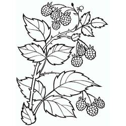 Disegno da colorare: Lampone (Cibo e Nutrizione) #214026 - Pagine da Colorare Stampabili Gratuite