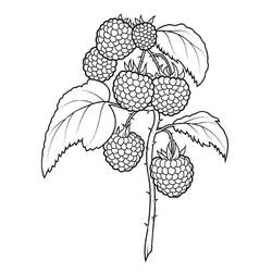 Disegno da colorare: Lampone (Cibo e Nutrizione) #214027 - Pagine da Colorare Stampabili Gratuite