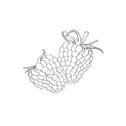 Disegno da colorare: Lampone (Cibo e Nutrizione) #214031 - Pagine da Colorare Stampabili Gratuite