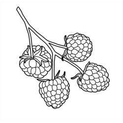 Disegno da colorare: Lampone (Cibo e Nutrizione) #214033 - Pagine da Colorare Stampabili Gratuite