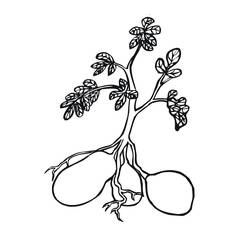 Disegno da colorare: Patata (Cibo e Nutrizione) #207424 - Pagine da Colorare Stampabili Gratuite