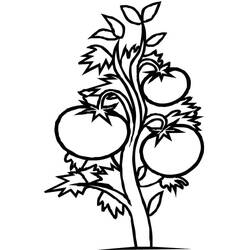 Disegno da colorare: Pomodoro (Cibo e Nutrizione) #195373 - Pagine da Colorare Stampabili Gratuite