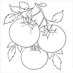 Disegno da colorare: Pomodoro (Cibo e Nutrizione) #195380 - Pagine da Colorare Stampabili Gratuite