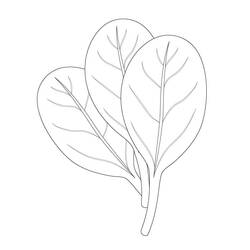 Disegno da colorare: Spinaci (Cibo e Nutrizione) #187659 - Pagine da Colorare Stampabili Gratuite