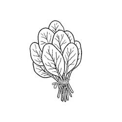 Disegno da colorare: Spinaci (Cibo e Nutrizione) #187666 - Pagine da Colorare Stampabili Gratuite