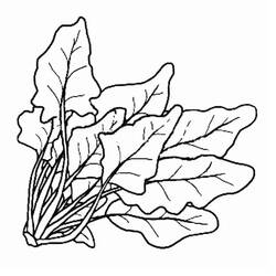 Disegno da colorare: Spinaci (Cibo e Nutrizione) #187667 - Pagine da Colorare Stampabili Gratuite