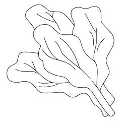 Disegno da colorare: Spinaci (Cibo e Nutrizione) #187668 - Pagine da Colorare Stampabili Gratuite