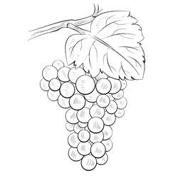 Disegni da colorare: Uva - Pagine da Colorare Stampabili Gratuite