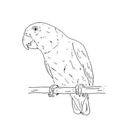 Disegni da colorare: Senegal - Pagine da Colorare Stampabili Gratuite