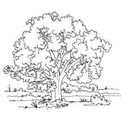 Disegno da colorare: Albero (Natura e Stagioni) #154668 - Pagine da Colorare Stampabili Gratuite