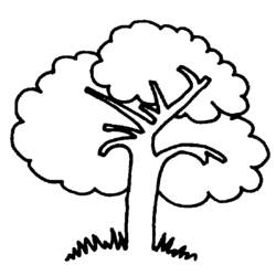 Disegno da colorare: Albero (Natura e Stagioni) #154672 - Pagine da Colorare Stampabili Gratuite