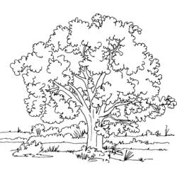 Disegno da colorare: Albero (Natura e Stagioni) #154714 - Pagine da Colorare Stampabili Gratuite