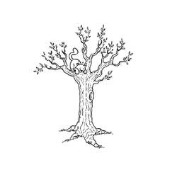 Disegno da colorare: Albero (Natura e Stagioni) #154721 - Pagine da Colorare Stampabili Gratuite