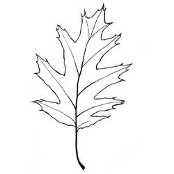 Disegno da colorare: Albero (Natura e Stagioni) #154919 - Pagine da Colorare Stampabili Gratuite
