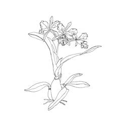 Disegno da colorare: Orchidea (Natura e Stagioni) #176363 - Pagine da Colorare Stampabili Gratuite