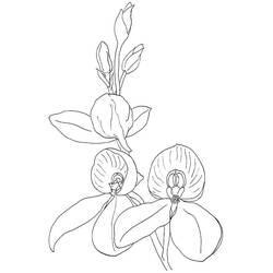 Disegno da colorare: Orchidea (Natura e Stagioni) #176366 - Pagine da Colorare Stampabili Gratuite