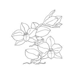 Disegno da colorare: Orchidea (Natura e Stagioni) #176369 - Pagine da Colorare Stampabili Gratuite