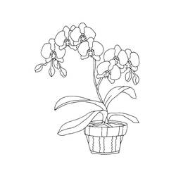 Disegno da colorare: Orchidea (Natura e Stagioni) #176370 - Pagine da Colorare Stampabili Gratuite