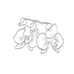 Disegno da colorare: Orchidea (Natura e Stagioni) #176371 - Pagine da Colorare Stampabili Gratuite