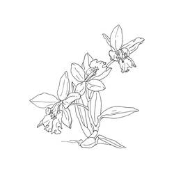 Disegno da colorare: Orchidea (Natura e Stagioni) #176372 - Pagine da Colorare Stampabili Gratuite