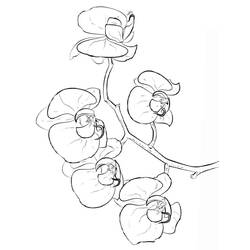 Disegno da colorare: Orchidea (Natura e Stagioni) #176374 - Pagine da Colorare Stampabili Gratuite