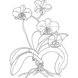 Disegno da colorare: Orchidea (Natura e Stagioni) #176378 - Pagine da Colorare Stampabili Gratuite