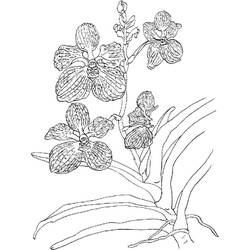 Disegno da colorare: Orchidea (Natura e Stagioni) #176381 - Pagine da Colorare Stampabili Gratuite