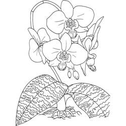 Disegno da colorare: Orchidea (Natura e Stagioni) #176382 - Pagine da Colorare Stampabili Gratuite