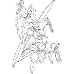 Disegno da colorare: Orchidea (Natura e Stagioni) #176383 - Pagine da Colorare Stampabili Gratuite