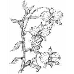 Disegno da colorare: Orchidea (Natura e Stagioni) #176385 - Pagine da Colorare Stampabili Gratuite