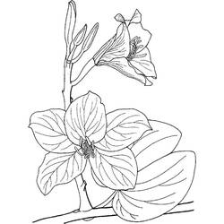 Disegno da colorare: Orchidea (Natura e Stagioni) #176387 - Pagine da Colorare Stampabili Gratuite