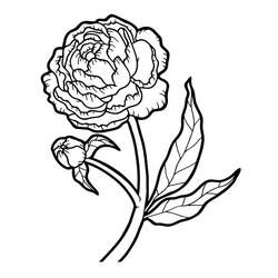 Disegni da colorare: Peonia - Pagine da Colorare Stampabili Gratuite