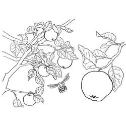 Disegno da colorare: albero di mele (Natura) #163774 - Pagine da Colorare Stampabili Gratuite